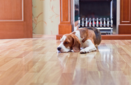 Dog on clean floor after Mov-In Cleaning completed